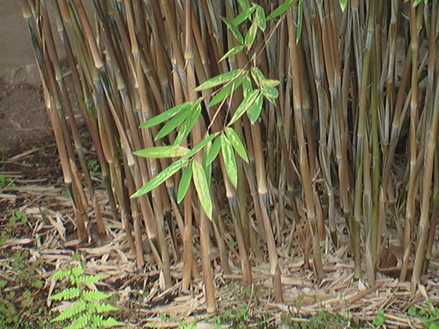 Haiku Bamboo