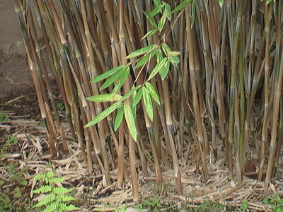Haiku Bamboo