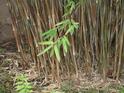 Haiku Bamboo