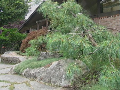 Haiku Pine