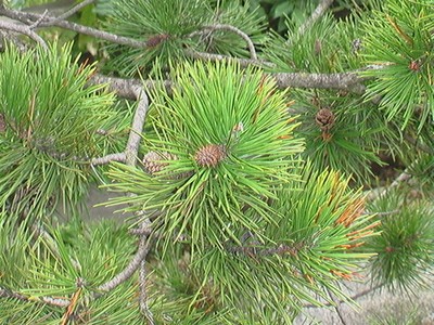 Haiku Pineblossom