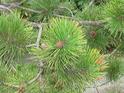 Haiku Pineblossom