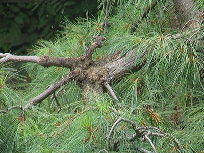 Haiku Pinebranch