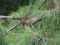 Haiku Pinebranch