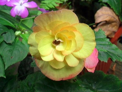 Begonia Chi