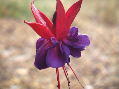 Fuscia