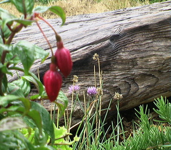 Budding