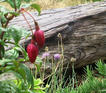 Budding