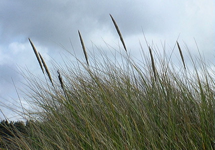 Beachgrass