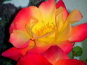 Fire Rose