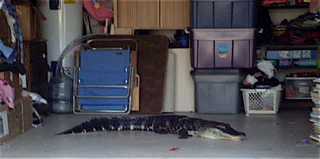 Allie The Gator