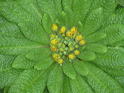 Strengthen Your Liver & Rebuild the Kidneys
