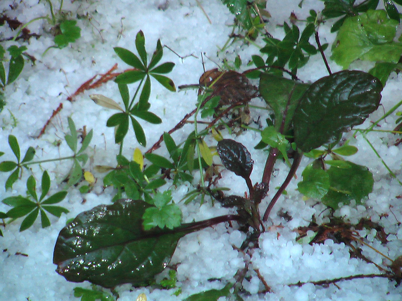 Winter Waning