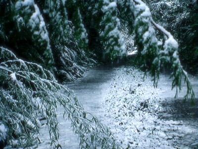 Snowy Road