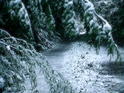 Snowy Road