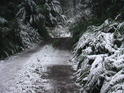 Though The Woods